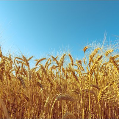 постеры Пшеничное поле