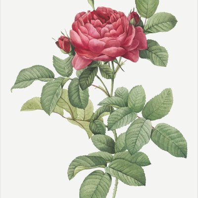 постеры Свежая роза