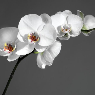 фотообои Утонченная орхидея