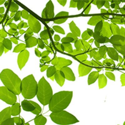фотообои Ветви с листьями