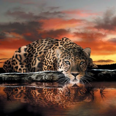 фотообои Леопард у озера