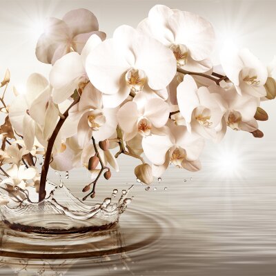 фотообои Рассветная орхидея