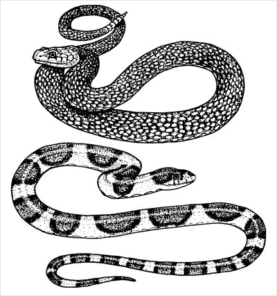 постеры Змеи